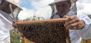 La apicultura en Ecuador se desarrolla, mayoritariamente en las zonas altas. En el pa&iacute;s se consumen 601 toneladas de miel al a&ntilde;o.