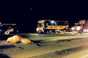 El auto de placas GRO952 se choc&oacute; contra una vaca y 2 motocicletas en el km 21 de la v&iacute;a a Daule. Foto:  Francisco Ipanaque.