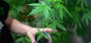 Georgia legaliza el uso personal de la marihuana