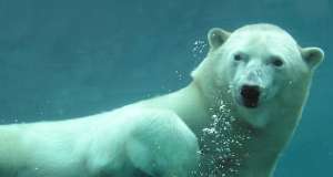 El Zool&oacute;gico de Toronto es el m&aacute;s grande de Canad&aacute;. Uno de sus atractivos es que el parque est&aacute; dividido en regiones geogr&aacute;ficas.