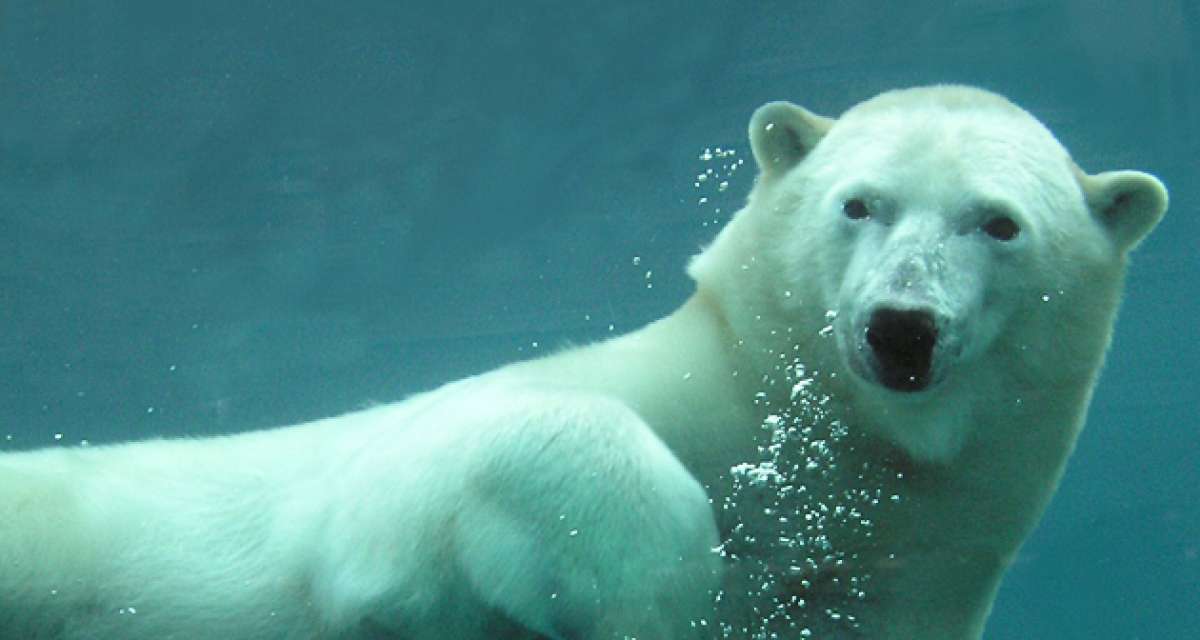 El Zool&oacute;gico de Toronto es el m&aacute;s grande de Canad&aacute;. Uno de sus atractivos es que el parque est&aacute; dividido en regiones geogr&aacute;ficas.