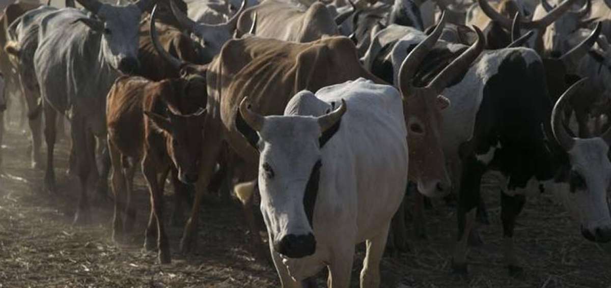 Proyecto de la FAO mejora la  productividad del ganado