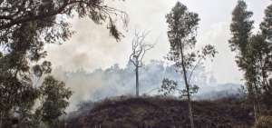 Las llamas alcanzaron un bosque de eucalipto y nogal del sector Pucarumi, y se originaron presumiblemente por abandono de botellas de vidrio. 