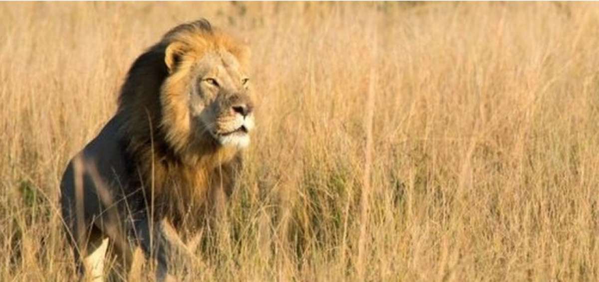Uno de los hijos del le&oacute;n Cecil muere a tiros de un cazador de trofeos en Zimbabue
