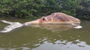 El hallazgo se dio en el sector del r&iacute;o Chaguana. Foto: Cortes&iacute;a 