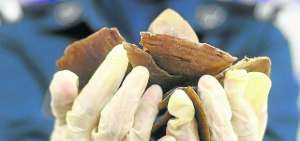 Malasia incaut&oacute; 700 kilos  de las escamas de pangol&iacute;n