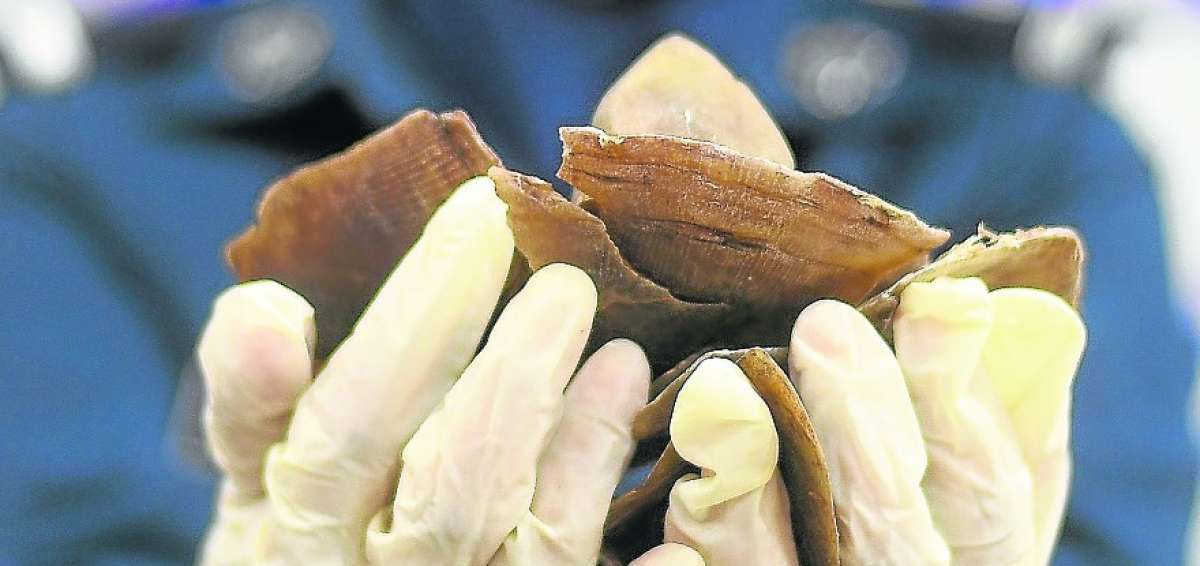Malasia incaut&oacute; 700 kilos  de las escamas de pangol&iacute;n