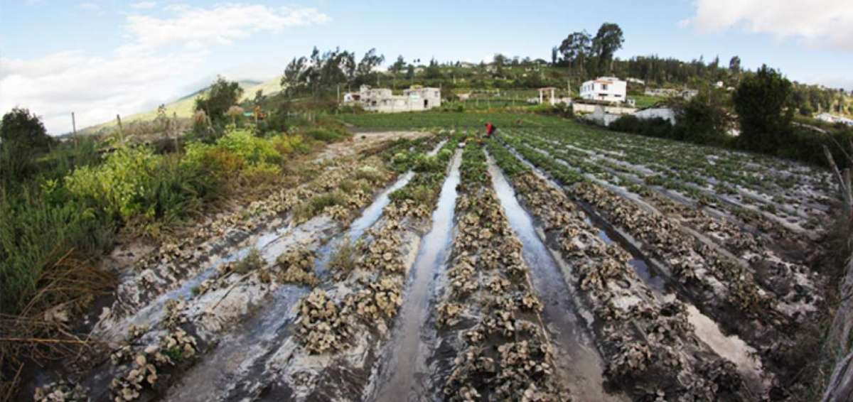 Uno de los cultivos m&aacute;s da&ntilde;ados por el descenso de agua, lodo y piedras, fue el de frutilla. Este es uno de los principales sembr&iacute;os del cant&oacute;n Cevallos.