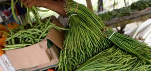 Los sembr&iacute;os de vainitas son los m&aacute;s tradicionales en la localidad 24 de Mayo.