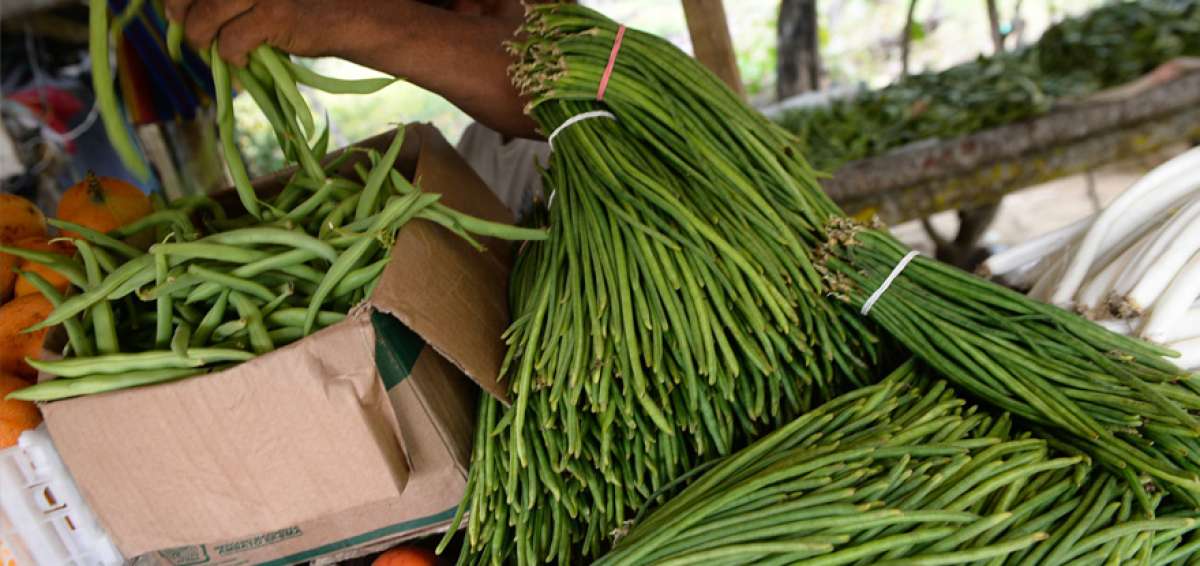 Los sembr&iacute;os de vainitas son los m&aacute;s tradicionales en la localidad 24 de Mayo.