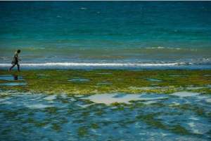 Un hombre a orillas del oc&eacute;ano &Iacute;ndico, mientras baja la marea en la playa Coco, en Dar es Salam, en Tanzania. Foto: Archivo / AFP