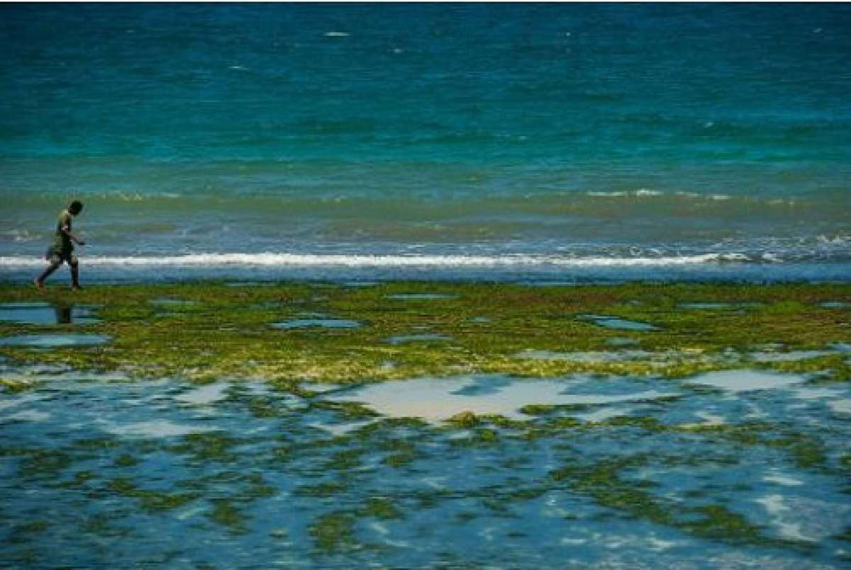 Un hombre a orillas del oc&eacute;ano &Iacute;ndico, mientras baja la marea en la playa Coco, en Dar es Salam, en Tanzania. Foto: Archivo / AFP
