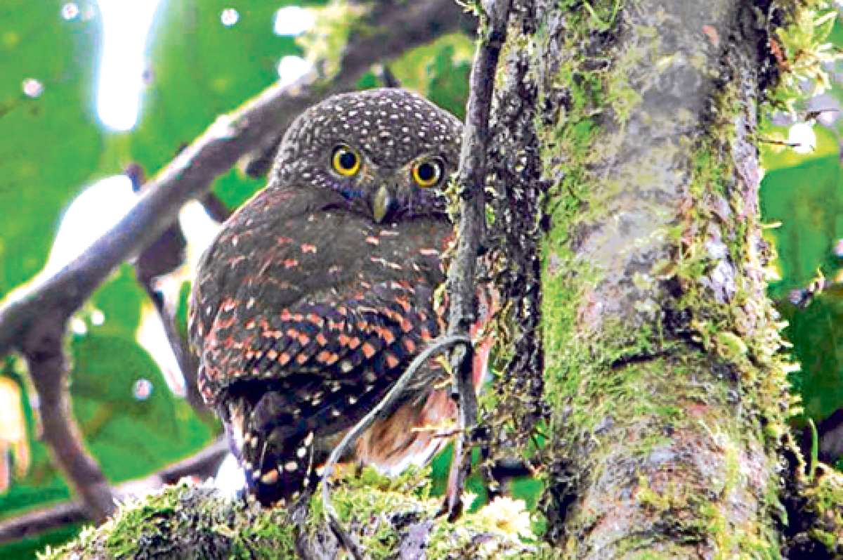 El Bosque Atl&aacute;ntico brasile&ntilde;o pierde 3 de sus aves ex&oacute;ticas