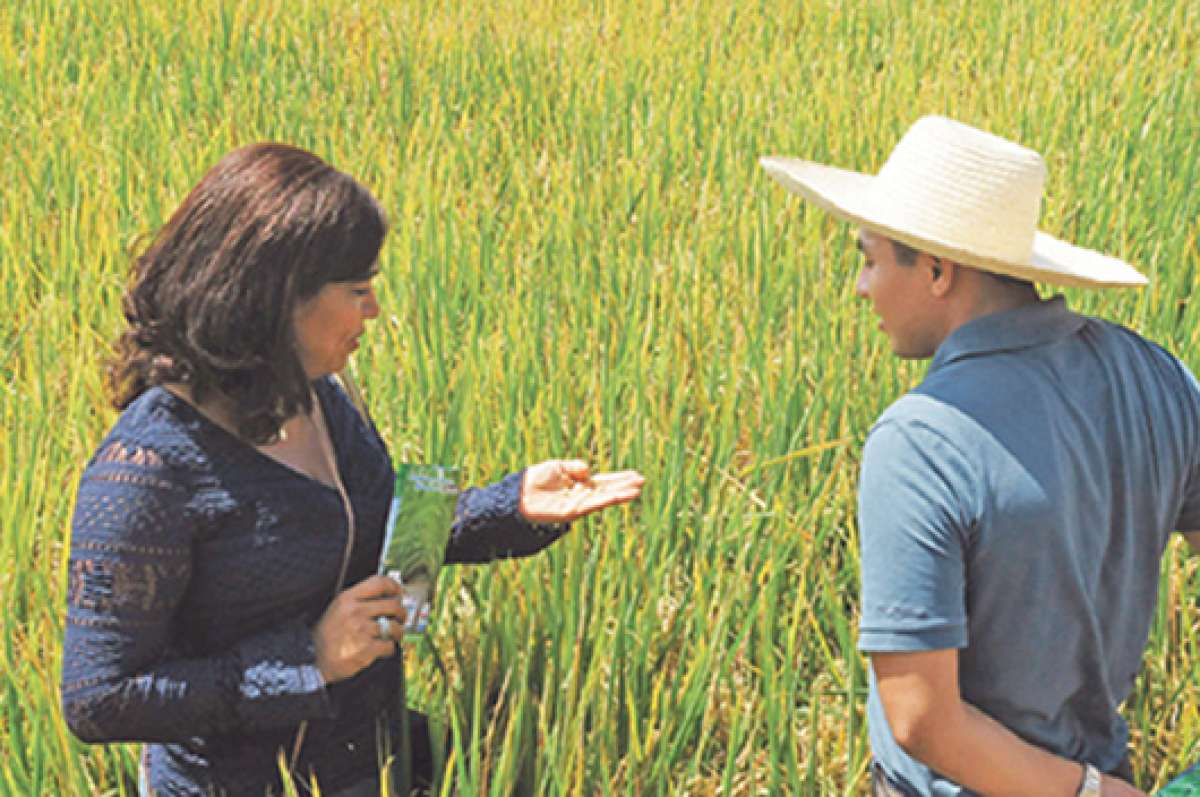 El uso de fertilizantes es vital en el campo para aumentar la productividad de la tierra y, por ende, mejorar los ingresos de las familias. Foto: Archivo