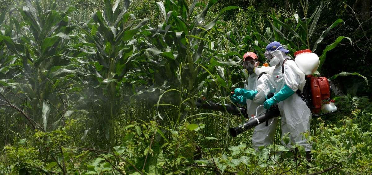 Las fumigaciones de los maizales afectados continuar&aacute;n hasta que el problema de plagas est&eacute; controlado.