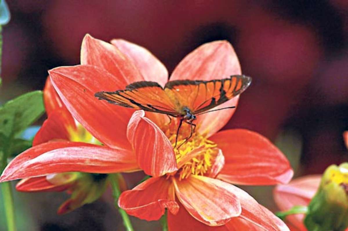 Las mariposas transportan el polen de las flores a diversas plantas, ayudan a la polinizaci&oacute;n y son indicadores ecol&oacute;gicos de la diversidad y salubridad de los ecosistemas donde habitan. Foto: Roberto Ch&aacute;vez |  El Tel&eacute;grafo
