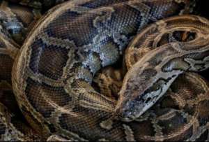 Serpiente de siete metros atacó a una mujer en Indonesia.