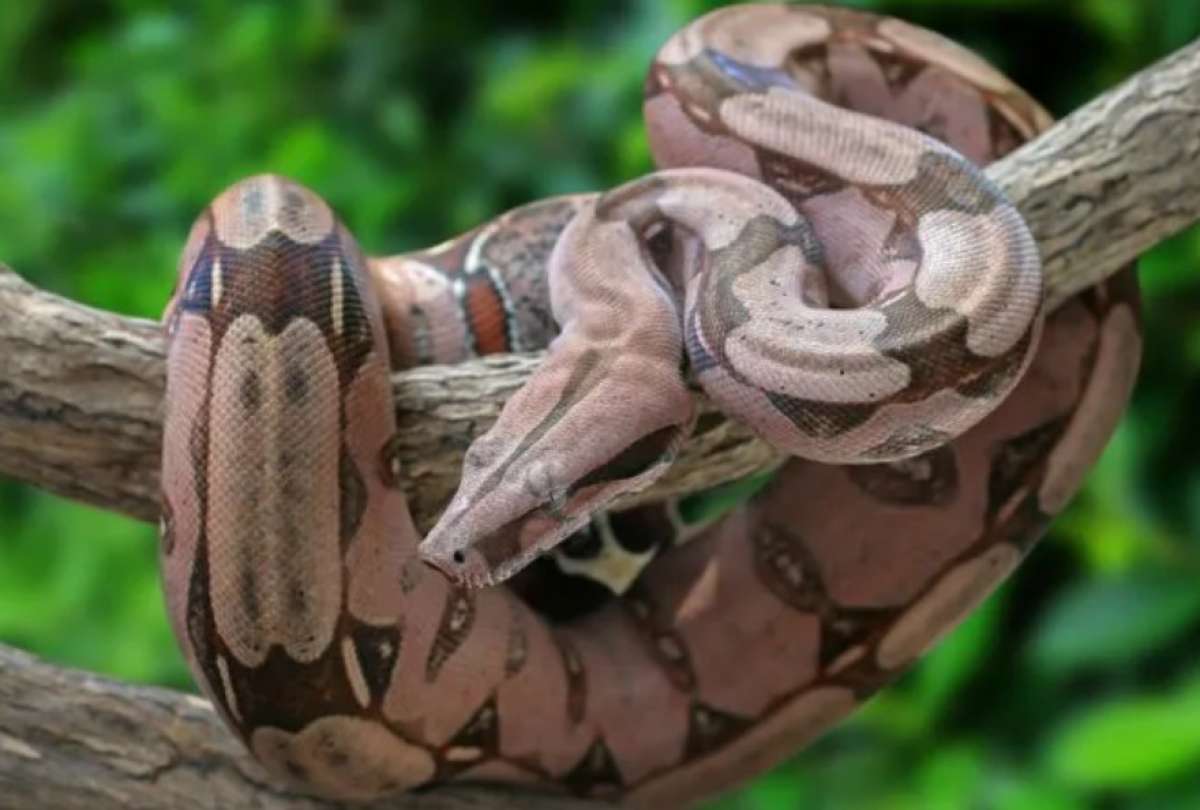 Boa constrictor fue encontrada en el compartimento de un bus en Zaruma