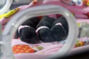 Imagen de 2014 en donde se observan 3 cachorros clonados en las instalaciones de la empresa Boyalife. AFP
