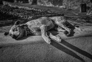 Tras una ri&ntilde;a familiar, un perro muri&oacute; a machetazos propinados por un hombre en Chone, Manab&iacute;. El autor fue detenido. 