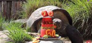 Hugo, una tortuga de las Gal&aacute;pagos australiana, celebra su 70 cumplea&ntilde;os