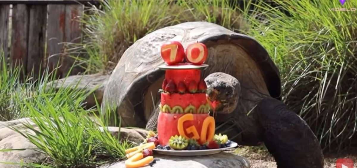 Hugo, una tortuga de las Gal&aacute;pagos australiana, celebra su 70 cumplea&ntilde;os