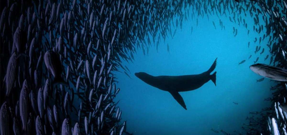 Estudios demuestran que los tiburones en zonas protegidas ayudan a la reproducci&oacute;n de la especie.