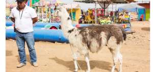 El animal fue retirado del lugar por funcionarios municipales.