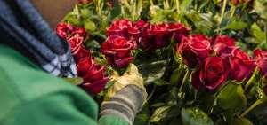 Recuperar los cultivos de flores tardar&aacute; hasta 6 meses