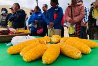 En el Ecuador se desarrolló una nueva variedad de maíz