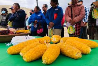 En el Ecuador se desarrolló una nueva variedad de maíz
