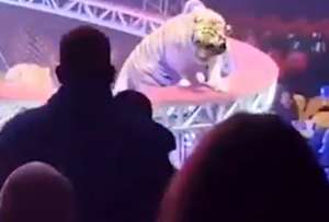 El incidente ocurri&oacute; en un circo de Rostov del Don, Rusia, y dej&oacute; momentos de p&aacute;nico entre los asistentes