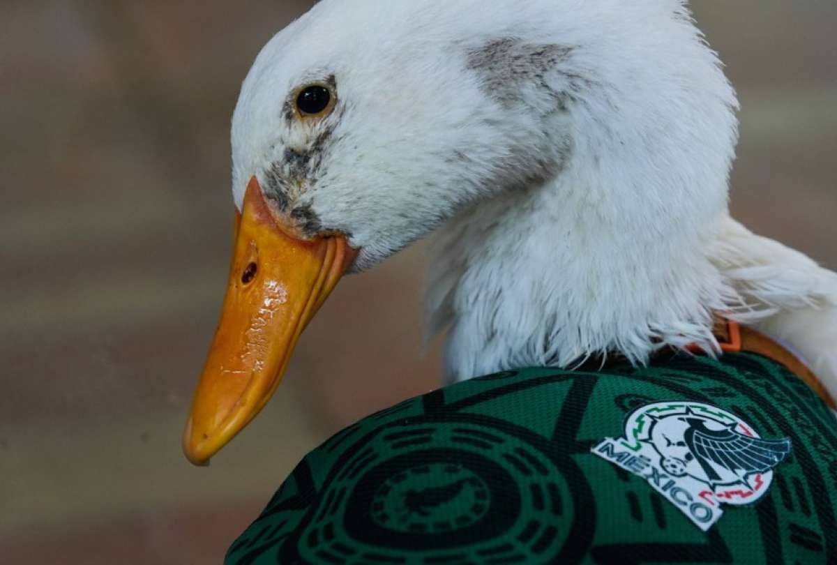 El pato Merl&iacute;n se convierte en la mascota no oficial del Mundial