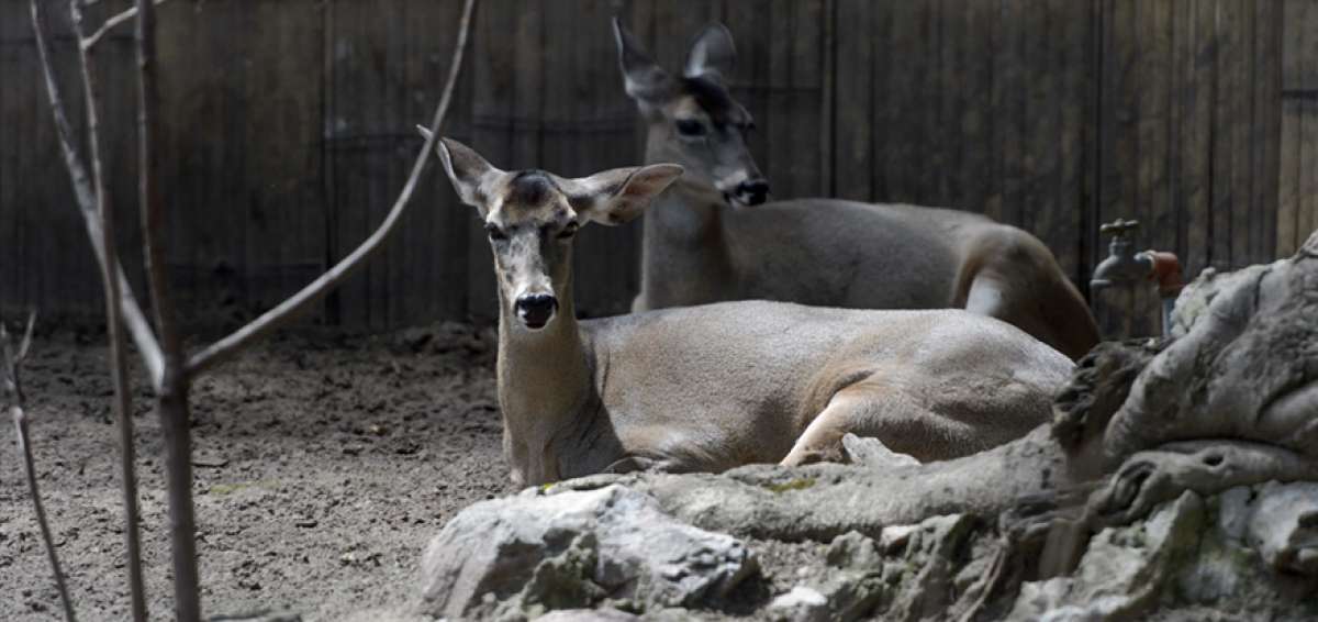 El zool&oacute;gico de Quito cuenta con proyectos de rescate de especies nativas, como los venados de la foto.