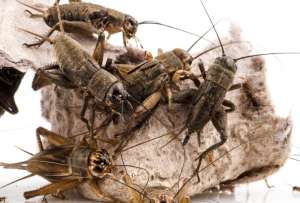 Los grillos invadieron Guayaquil