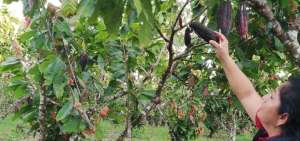 Agricultores se capacitan sobre control de plagas y elaboraci&oacute;n de insumos
