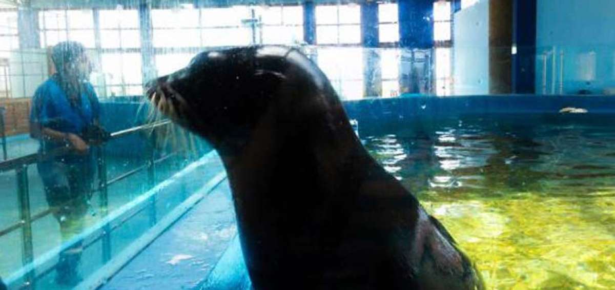 17.466 visitantes en parque marino