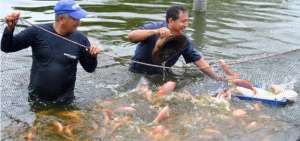 FAO alerta por virus de la tilapia, pescado popular en Ecuador y Colombia