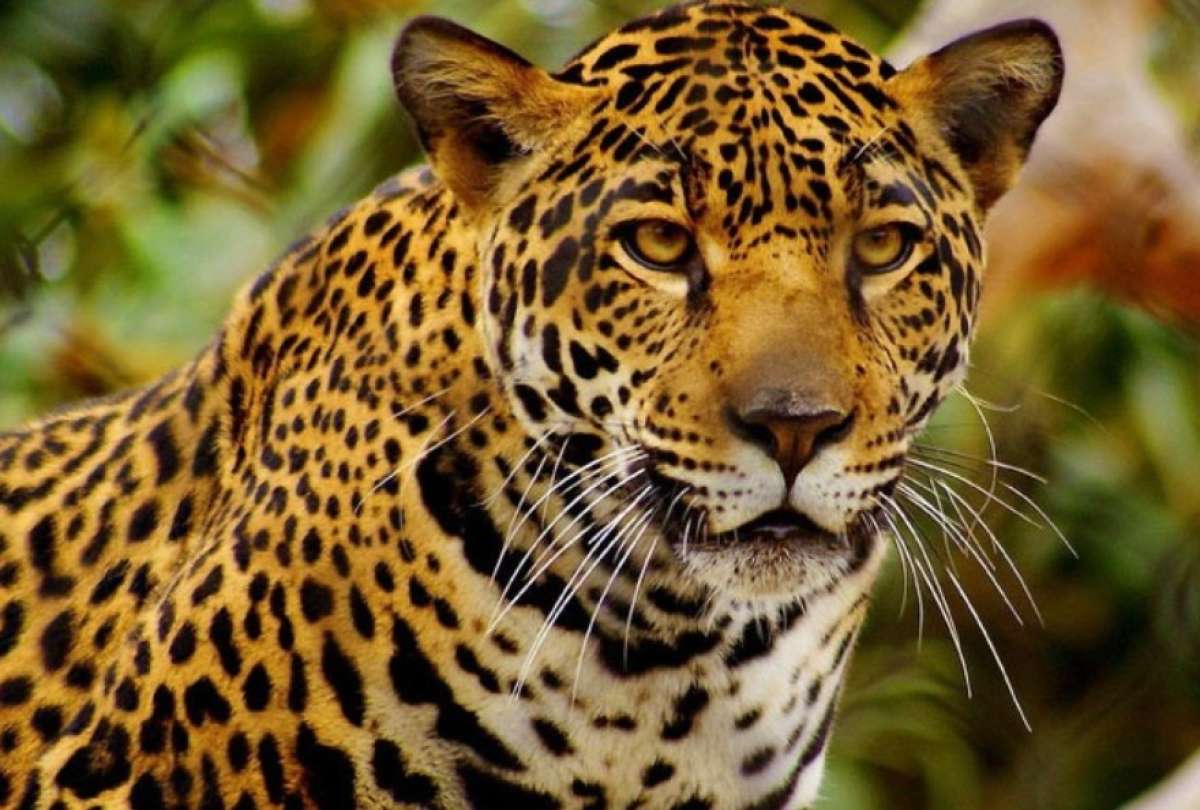 Este proyecto se centrará en reducir las amenazas a la fauna silvestre en Ecuador.