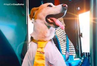 Un perrito es la sensación en la Cooperativa de Transporte Baños