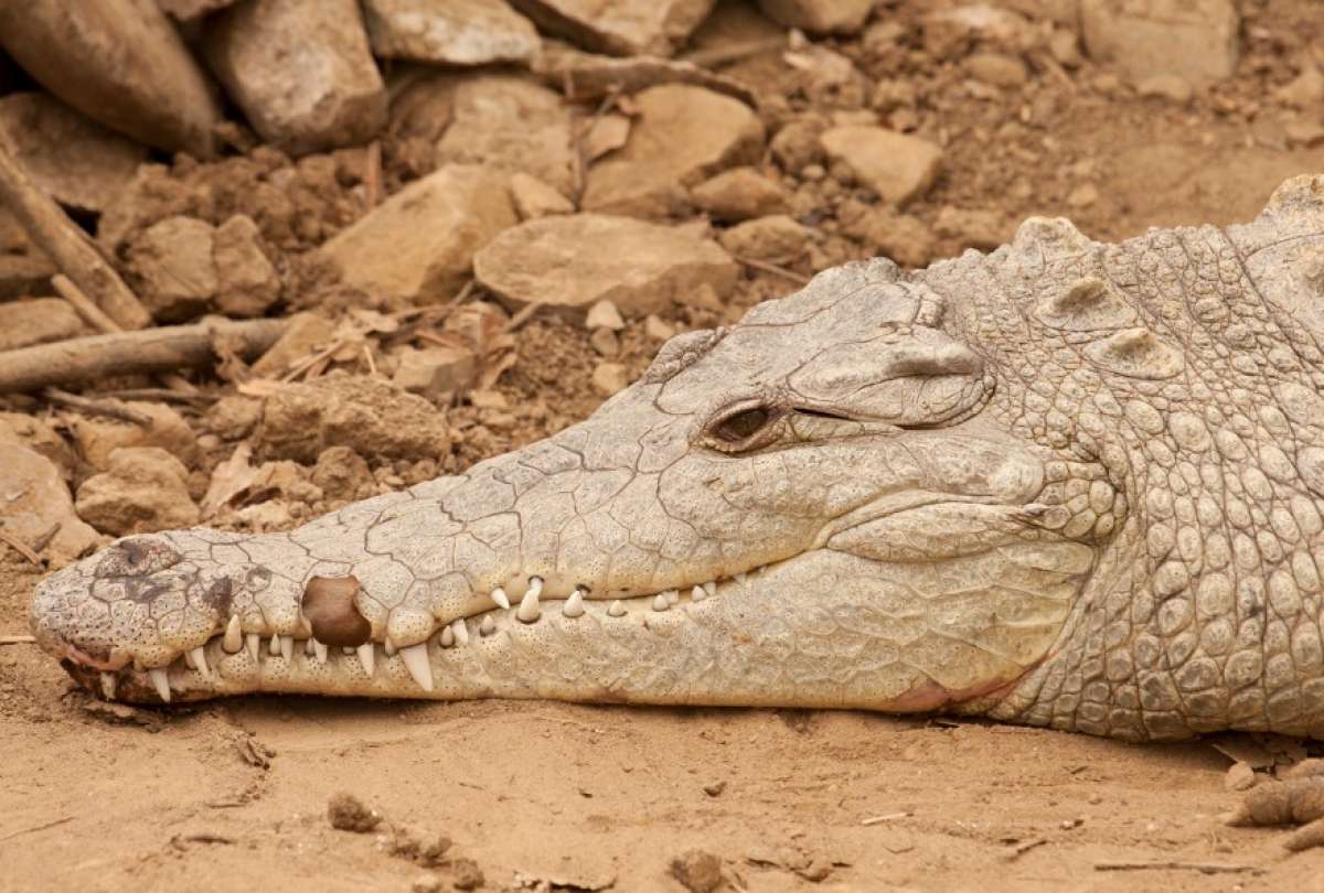 Algunos ciudadanos lograron acercarse al animal e incluso tocarlo brevemente, pese a los riesgos que representa este tipo de fauna silvestre.