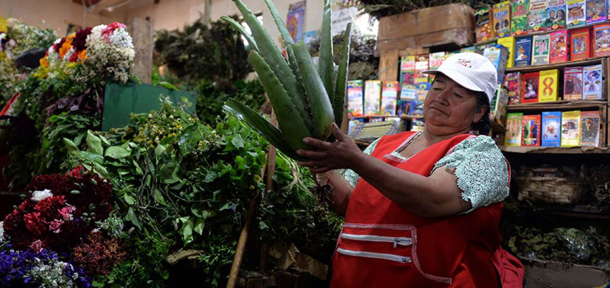 Las plantas curativas se venden en grandes cantidades  en Cuenca.