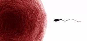 Un estudio se&ntilde;ala que en per&iacute;odo de ovulaci&oacute;n las mujeres perciben fertilidad de sus rivales&nbsp;