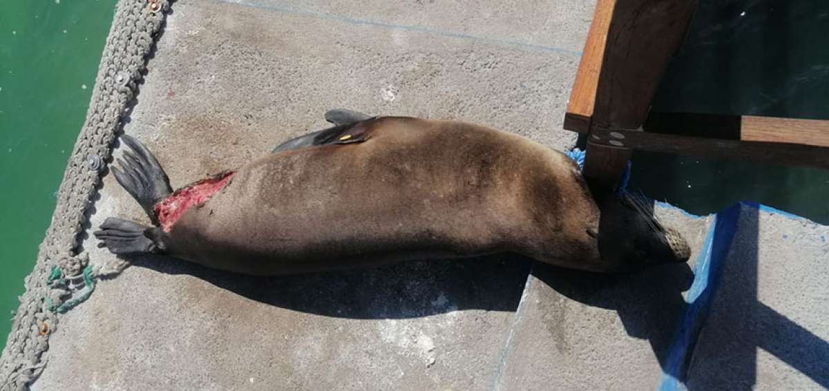 La evaluaci&oacute;n veterinaria confirm&oacute; que existe un proceso de eliminaci&oacute;n de tejido muerto. El lobo se alimenta y muestra buen estado an&iacute;mico.