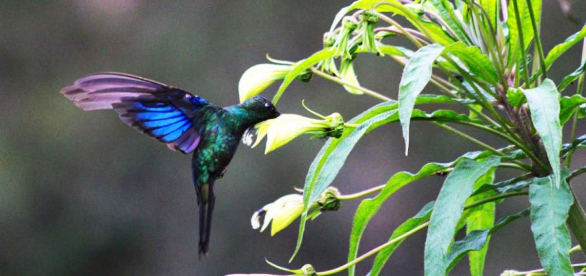 Kuripishku, el santuario ecol&oacute;gico de los colibr&iacute;es