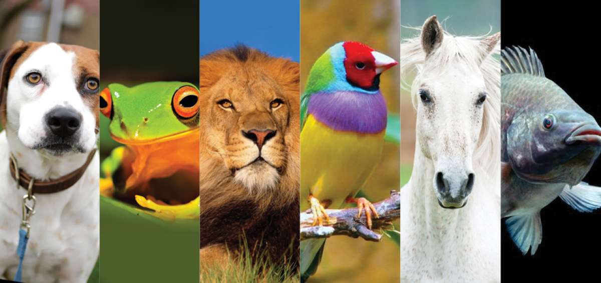 El D&iacute;a Mundial de los Animales busca concienciar y crear una cultura de respeto y amor hacia ellos