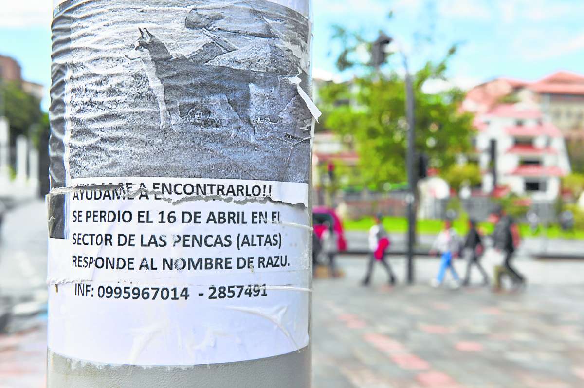 Los due&ntilde;os de animales tambi&eacute;n optan por colocar avisos en los postes y paredes. Las redes sociales son la principal herramienta para encontrar a las mascotas perdidas o robadas. Foto: Jos&eacute; Luis LLivisaca / El Tel&eacute;grafo