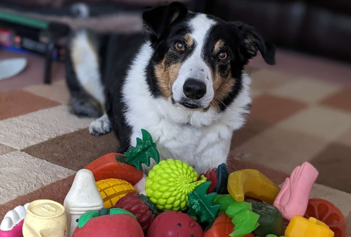 Perros aprenden palabras de conversaciones. 