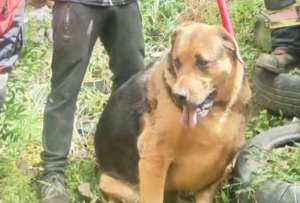 &ldquo;Bizcocho&rdquo; vuelve a casa: Bomberos de Quito lo rescatan tras caer 25 metros