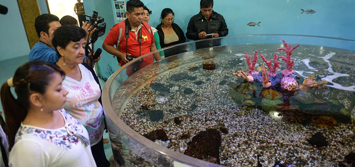 El colorido de la fauna marina local captura la atenci&oacute;n en Valdivia